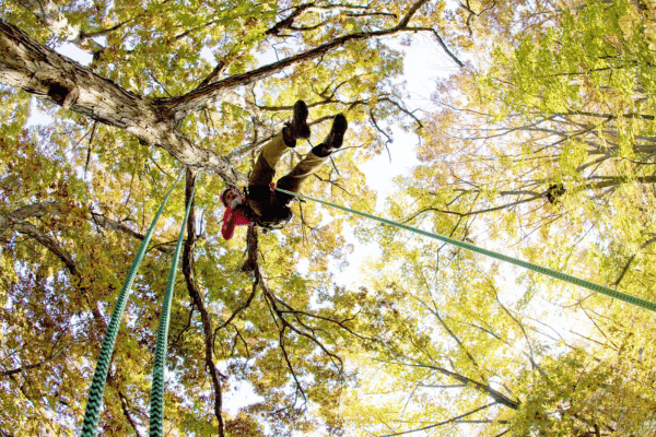 Arborist at work in trees